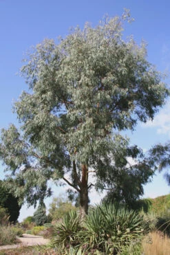 Angus Cold Hardy Eucalyptus Tree (Eucalyptus Nicholii) - 6 Pack Of 1 Gallon Pots 16 Angus Cold Hardy Eucalyptus Tree (Eucalyptus Nicholii) - 6 Pack Of 1 Gallon Pots -Wilson Bros Garden Eucalyptus Angus 16 3