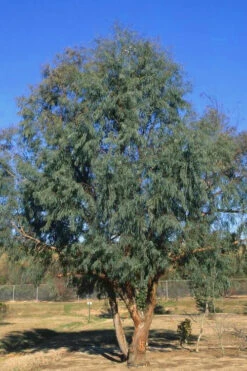 Angus Cold Hardy Eucalyptus Tree (Eucalyptus Nicholii) - 6 Pack Of 1 Gallon Pots 13 Angus Cold Hardy Eucalyptus Tree (Eucalyptus Nicholii) - 6 Pack Of 1 Gallon Pots -Wilson Bros Garden Eucalyptus Angus 17 3