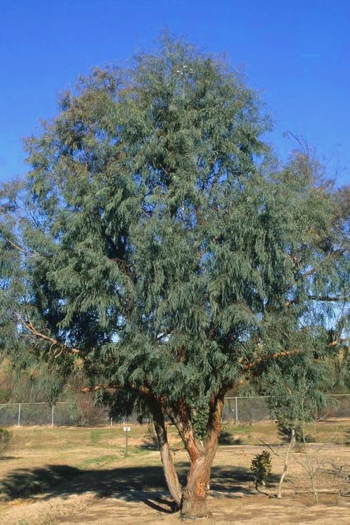 Angus Cold Hardy Eucalyptus Tree (Eucalyptus Nicholii) - 6 Pack Of 1 Gallon Pots 6 Angus Cold Hardy Eucalyptus Tree (Eucalyptus Nicholii) - 6 Pack Of 1 Gallon Pots - Image 4