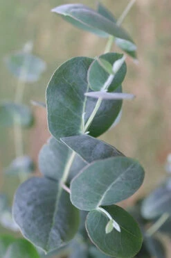 Big O Cold Hardy Eucalyptus Tree (Eucalyptus Neglecta) - 5 Gallon Pot (2-3') -Wilson Bros Garden Eucalyptus Big O 3 500x750 6