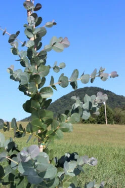 Big O Cold Hardy Eucalyptus Tree (Eucalyptus Neglecta) - 2 Gallon Pot 15 Big O Cold Hardy Eucalyptus Tree (Eucalyptus Neglecta) - 2 Gallon Pot -Wilson Bros Garden Eucalyptus Big O Cold 2 500x750 4