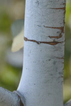 Bluey Cold Hardy Eucalyptus Tree (Eucalyptus Pulverulenta) - Quart Pot -Wilson Bros Garden Eucalyptus Bluey 1 3