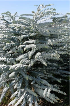 Bluey Cold Hardy Eucalyptus Tree (Eucalyptus Pulverulenta) - 3 Gallon Pot -Wilson Bros Garden Eucalyptus Bluey 3 2