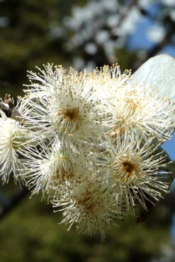 Bluey Cold Hardy Eucalyptus Tree (Eucalyptus Pulverulenta) - 3 Gallon Pot -Wilson Bros Garden Eucalyptus Bluey 6 2
