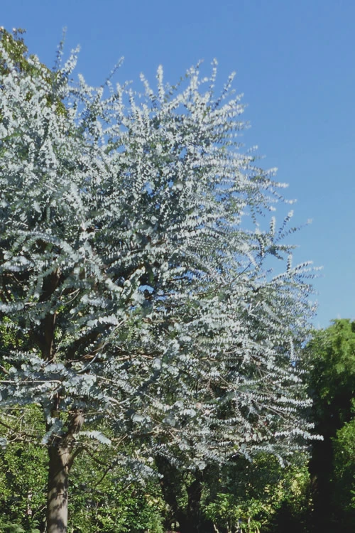 Bluey Cold Hardy Eucalyptus Tree (Eucalyptus Pulverulenta) - 5 Gallon Pot 8 Bluey Cold Hardy Eucalyptus Tree (Eucalyptus Pulverulenta) - 5 Gallon Pot - Image 6