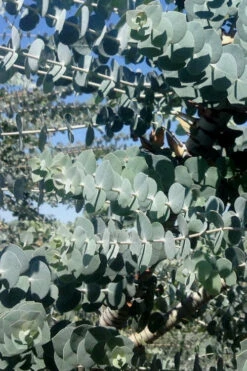 Bluey Cold Hardy Eucalyptus Tree (Eucalyptus Pulverulenta) - 5 Gallon Pot 15 Bluey Cold Hardy Eucalyptus Tree (Eucalyptus Pulverulenta) - 5 Gallon Pot -Wilson Bros Garden Eucalyptus Bluey 8