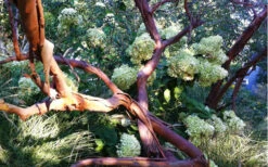 Funky Monkey Cold Hardy Eucalyptus Tree (Eucalyptus Parvula) - 3 Quart Pot -Wilson Bros Garden Eucalyptus Funky Monkey Branches 2