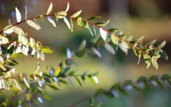 Funky Monkey Cold Hardy Eucalyptus Tree (Eucalyptus Parvula) - 2 Gallon Pot -Wilson Bros Garden Eucalyptus Funky Monkey Leaves