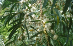 Funky Monkey Cold Hardy Eucalyptus Tree (Eucalyptus Parvula) - 3 Quart Pot -Wilson Bros Garden Eucalyptus Funky Monkey Leaves Mature 2