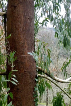 Jersey Girl Cold Hardy Eucalyptus Tree (Eucalyptus Macarthurii) - 1 Gallon Pot -Wilson Bros Garden Eucalyptus Jersey Girl 2 3