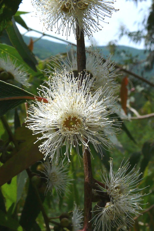 Jersey Girl Cold Hardy Eucalyptus Tree (Eucalyptus Macarthurii) - 3 Quart Pot 8 Jersey Girl Cold Hardy Eucalyptus Tree (Eucalyptus Macarthurii) - 3 Quart Pot - Image 6
