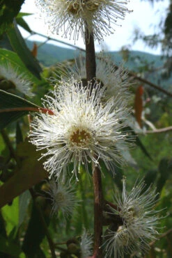 Jersey Girl Cold Hardy Eucalyptus Tree (Eucalyptus Macarthurii) - 3 Gallon Pot -Wilson Bros Garden Eucalyptus Jersey Girl 4 4