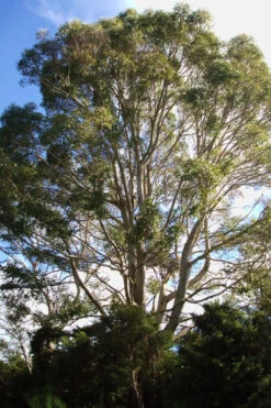 Jersey Girl Cold Hardy Eucalyptus Tree (Eucalyptus Macarthurii) - 3 Gallon Pot -Wilson Bros Garden Eucalyptus Jersey Girl 6 4