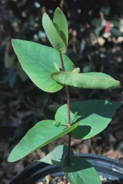 Jersey Girl Cold Hardy Eucalyptus Tree (Eucalyptus Macarthurii) - 6 Pack Of 1 Gallon Pots -Wilson Bros Garden Eucalyptus Jersey Girl 7 2