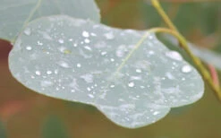 Lucky Country Cold Hardy Eucalyptus Tree (Eucalyptus Camphora) - 1 Gallon Pot -Wilson Bros Garden Eucalyptus Lucky Country 3 2