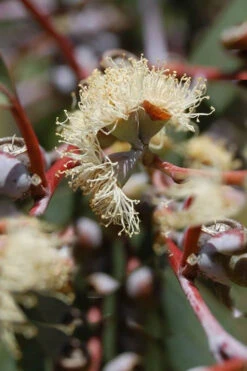 Luna Cold Hardy Eucalyptus Tree (Eucalyptus Perriniana) - 1 Gallon Pot -Wilson Bros Garden Eucalyptus Luna 6 2