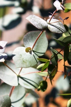 Maggie Cold Hardy Eucalyptus Tree (Eucalyptus Nova Anglica) - 5 Gallon Pot -Wilson Bros Garden Eucalyptus Maggie 10 3