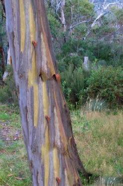 Sheila Cold Hardy Eucalyptus Tree (Eucalyptus Stellulata) - 1 Gallon Pot -Wilson Bros Garden Eucalyptus Sheila 10 1
