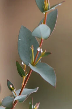 Sheila Cold Hardy Eucalyptus Tree (Eucalyptus Stellulata) - 1 Gallon Pot -Wilson Bros Garden Eucalyptus Sheila 6 1