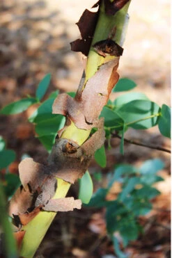 Sheila Cold Hardy Eucalyptus Tree (Eucalyptus Stellulata) - 1 Gallon Pot -Wilson Bros Garden Eucalyptus Sheila 9 1