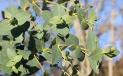 Cab Sav Cold Hardy Eucalyptus Tree (Eucalyptus Rubida) - 5 Gallon Pot (3.5-4.5') 10 Cab Sav Cold Hardy Eucalyptus Tree (Eucalyptus Rubida) - 5 Gallon Pot (3.5-4.5') -Wilson Bros Garden Eucalyptus Tree Cab Sav Rubida
