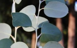 Mappa Tassie Cold Hardy Eucalyptus Tree (Eucalyptus Pauciflora) - 2 Gallon Pot -Wilson Bros Garden Eucalyptus Tree Mappa Tassie Pauciflora Snow Gum