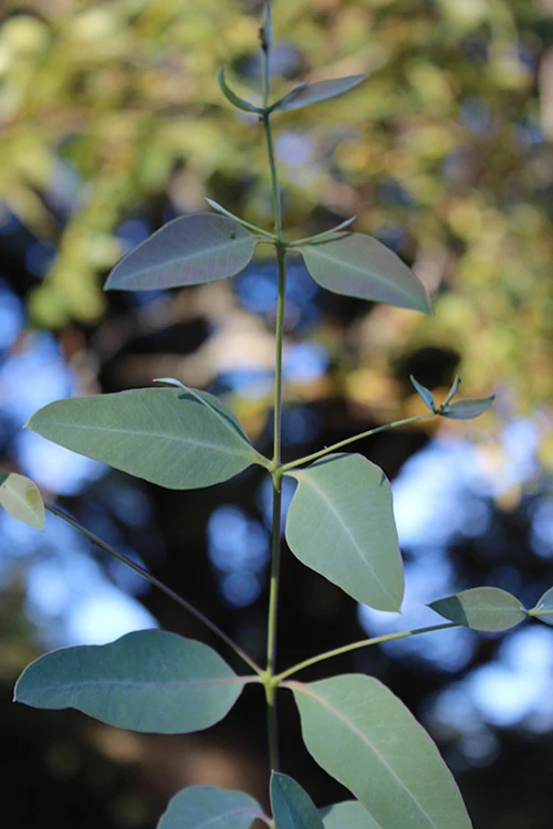 Grace Cold Hardy Eucalyptus Tree (Eucalyptus Elliptica) - 3 Quart Pot 7 Grace Cold Hardy Eucalyptus Tree (Eucalyptus Elliptica) - 3 Quart Pot - Image 5