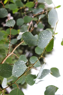 Lucky Country Cold Hardy Eucalyptus Tree (Eucalyptus Camphora) - Quart Pot -Wilson Bros Garden Eucalytptus Lucky Country BS