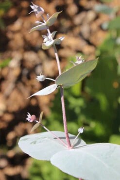 Maggie Cold Hardy Eucalyptus Tree (Eucalyptus Nova Anglica) - Quart Pot -Wilson Bros Garden Eusalyptus Maggie 1 500x750 2