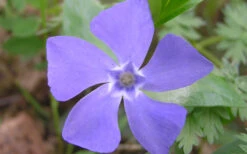 Evergreen Periwinkle - Vinca Minor - 18 Count Flat Of Pint Pots -Wilson Bros Garden Evergreen Periwinkle Closeup 1