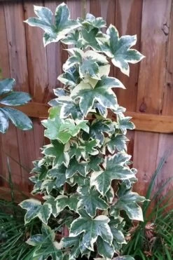 Angyo Star Fatshedera - 3 Gallon Pot 9 Angyo Star Fatshedera - 3 Gallon Pot -Wilson Bros Garden Fatshedera Angyo Star 3 1