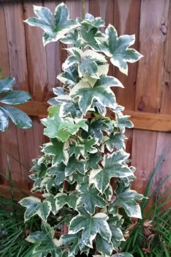 Angyo Star Fatshedera 1 Gallon Pot 9 Angyo Star Fatshedera 1 Gallon Pot -Wilson Bros Garden Fatshedera Angyo Star 3 2