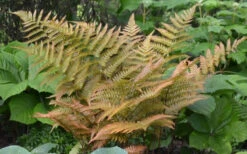 Autumn Fern - Dryopteris Erythrosora - 1 Gallon Pot -Wilson Bros Garden Fern Autumn 1 2