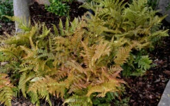 Autumn Fern - Dryopteris Erythrosora - 10 Pack Of Quart Pots 13 Autumn Fern - Dryopteris Erythrosora - 10 Pack Of Quart Pots -Wilson Bros Garden Fern Autumn 2