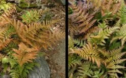 Autumn Fern (Dryopteris Erythrosora) - 10 Pack Of Quart Pots -Wilson Bros Garden Fern Autumn 4 1