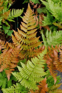 Autumn Fern - Dryopteris Erythrosora - 10 Pack Of Quart Pots