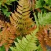 Autumn Fern (Dryopteris Erythrosora) - 10 Pack Of Quart Pots -Wilson Bros Garden Fern Autumn 500x750 2