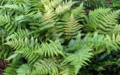 Autumn Fern (Dryopteris Erythrosora) - 10 Pack Of Quart Pots -Wilson Bros Garden Fern Autumn Summer 1