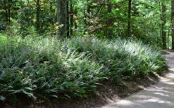Christmas Fern (Polystichum Acrostichoides) - 1 Gallon Pot 17 Christmas Fern (Polystichum Acrostichoides) - 1 Gallon Pot -Wilson Bros Garden Fern Christmas 11