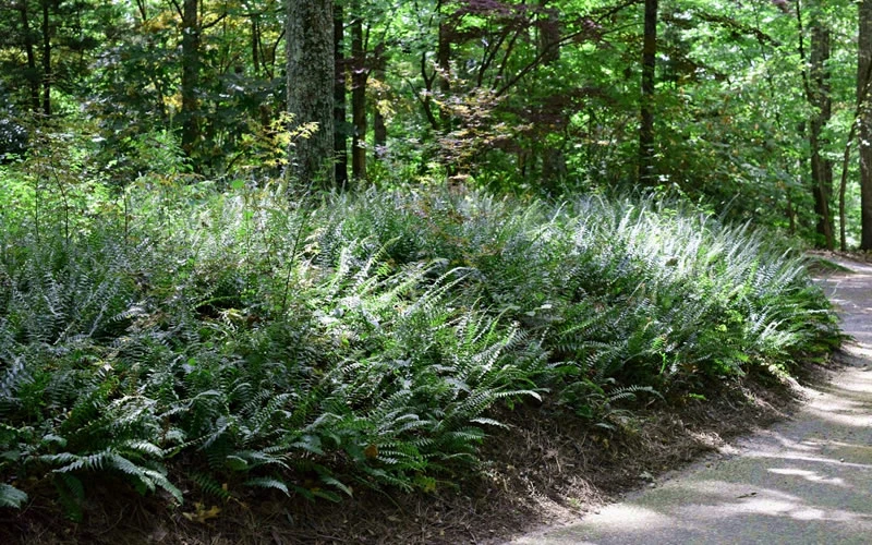 Christmas Fern (Polystichum Acrostichoides) - 1 Gallon Pot 6 Christmas Fern (Polystichum Acrostichoides) - 1 Gallon Pot - Image 4