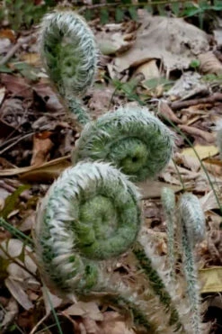 Christmas Fern (Polystichum Acrostichoides) -5 Pack Of Quart Pots -Wilson Bros Garden Fern Christmas 12 1