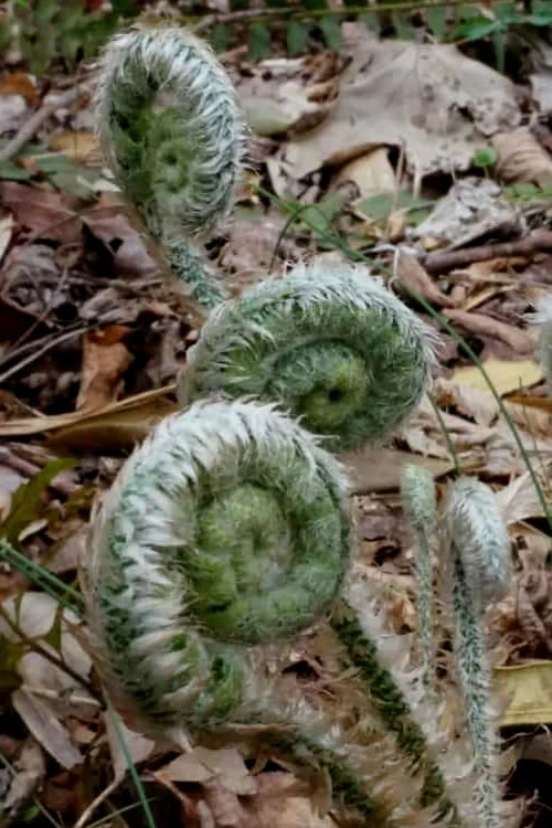 Christmas Fern (Polystichum Acrostichoides) - 1 Gallon Pot 7 Christmas Fern (Polystichum Acrostichoides) - 1 Gallon Pot - Image 5