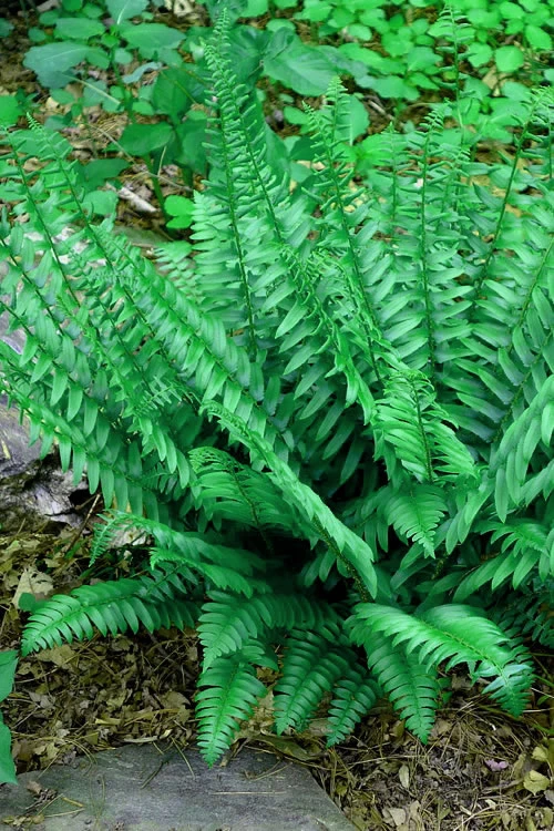 Christmas Fern (Polystichum Acrostichoides) - 1 Gallon Pot 9 Christmas Fern (Polystichum Acrostichoides) - 1 Gallon Pot - Image 7