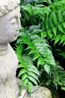 Japanese Holly Fern - Cyrtomium Falcatum 'Rochfordianum' - 2.5 Quart Pot -Wilson Bros Garden Fern Japanese Holly 9