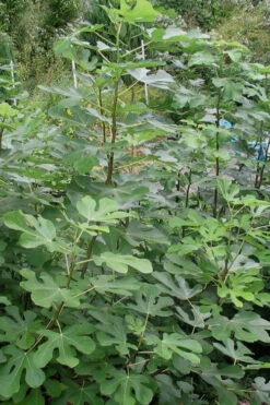 Violette De Bordeaux Fig Tree - 3 Gallon Pot 10 Violette De Bordeaux Fig Tree - 3 Gallon Pot -Wilson Bros Garden Fig Black Mission 5 2