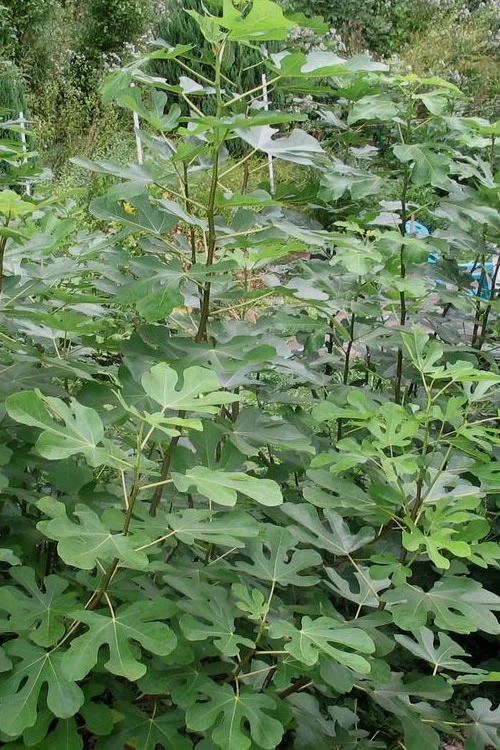 Violette De Bordeaux Fig Tree - 3 Gallon Pot 6 Violette De Bordeaux Fig Tree - 3 Gallon Pot - Image 4