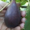 Black Mission Fig Tree - 1 Gallon Pot -Wilson Bros Garden Fig Black Mission 500x750 1