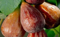 Brown Turkey Fig Tree - 6 Pack Of 1 Gallon Pots -Wilson Bros Garden Fig Brown Turkey 20 3