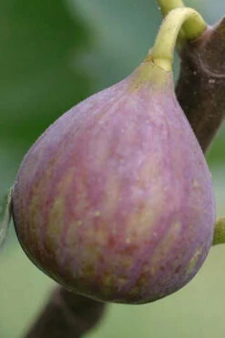 Celeste Fig Tree (Single Trunk Tree Form)- 3 Gallon Pot -Wilson Bros Garden Fig Celeste BS 4