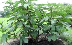 Chicago Cold Hardy Fig Tree - 3 Gallon Pot 11 Chicago Cold Hardy Fig Tree - 3 Gallon Pot -Wilson Bros Garden Fig Chicago Cold Hardy 1 4